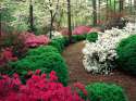 Azaleas and Boxwood.jpg