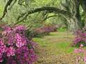 Azaleas and Live Oaks, Magnolia Plantation, South Carolina.jpg