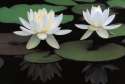 gz_WilliamNeill_WaterLilies.jpg