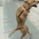 1409219110595.gif