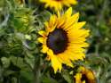 Brilliant_Sunflower.jpg