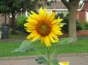 Garden_July_2005 011.jpg
