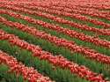 Red Tulips, Skagit Valley Flower Farm, Washington.jpg