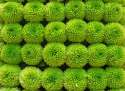Flowers - Green.jpg