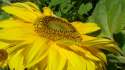 flowers_30.jpg