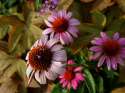 flowers_and_leaves.jpg
