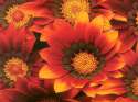Flowers_cc.jpg