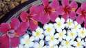 Frangipani and Hibiscus Flowers, India.jpg