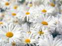 Plentiful Oxeye Daisies.jpg