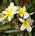 Plumeria WhiteYellow Cnr-DSC02317.jpg