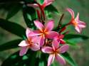 Plumeria, Seychelles.jpg