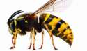 wasp-416968.jpg