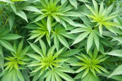 Harvest-of-Tempe-Medical-Cannabis.jpg