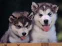 cute dogs.jpg