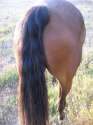 horses-ass.jpg