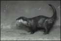 cat dancing.gif