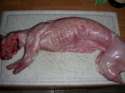 sexy bunny.jpg