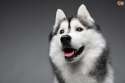 SnowDoge.jpg