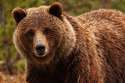 grizzly.jpg
