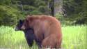 fuckingbears.jpg