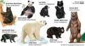 bears.jpg