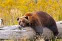 lazybear.jpg