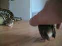 1 (2).gif