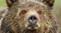 bear1000yardstare.jpg