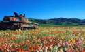 PanzerAmongstPansies.jpg
