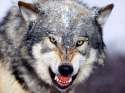 Mad Wolfie.jpg