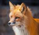 RedFoxy.jpg