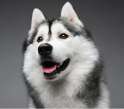SnowDoge.jpg