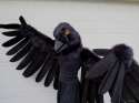 crowbar-crow-fursuit-partial.jpg