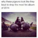 lolpigeons.jpg