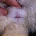 rabbit pussy.jpg