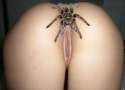 Ass_Tarantula.jpg