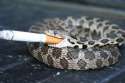 Cigarette_snake.jpg