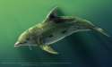 1421829107.taesolieroy_dream_dolphins_-_decrepidcropped.png