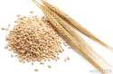 barley-grain.jpg
