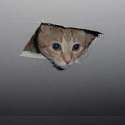 1137644-ceiling_cat_900.jpg.png