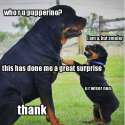 puperino.jpg