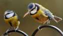 birdz.jpg