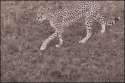 1458136157421.gif