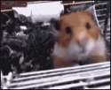 cute lil' hamster.gif