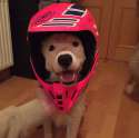 doggo.jpg