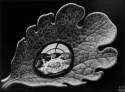 Dewdrop, 1948 - M.C. Escher.jpg