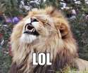 lion.jpg