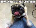 pug.png