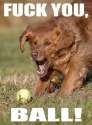 FuckYouBall_DOG.jpg