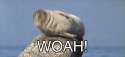 1424627171584.gif